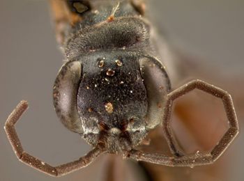 Media type: image;   Entomology 13655 Aspect: head frontal view 3